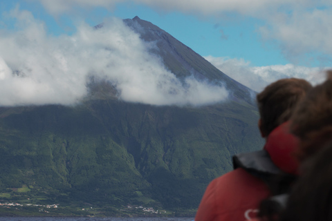 Isla Pico: tour en barco de avistamiento de ballenas con guías biólogos