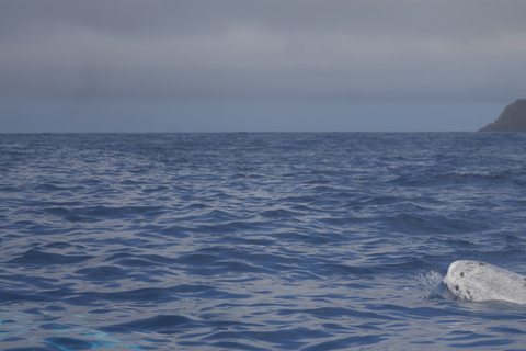 Pico Island: Upplevelse av valskådning från LajesPico Island: Båttur för valskådning med biologguider