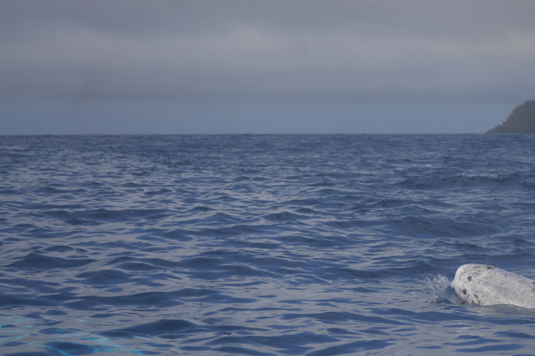 Pico Island: Whale Watching Experience from LajesPico Island: Whale Watching Boat Tour with Biologist Guides