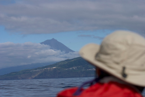 Isola di Pico: Esperienza di osservazione delle balene da LajesIsola di Pico: tour in barca per l&#039;osservazione delle balene con guide biologhe