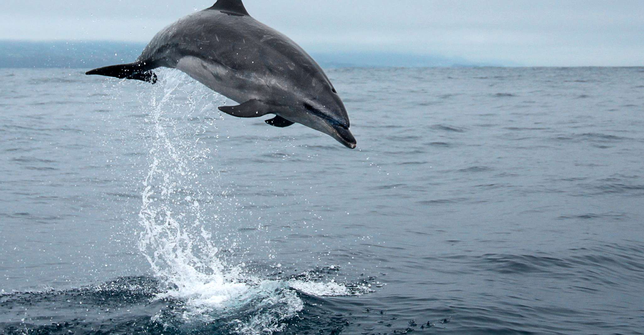 Île Pico, tournée en bateau à regarder des baleines avec guides biologistes - Housity