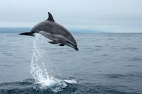 Île Pico, tournée en bateau à regarder des baleines avec guides biologistes - Housity