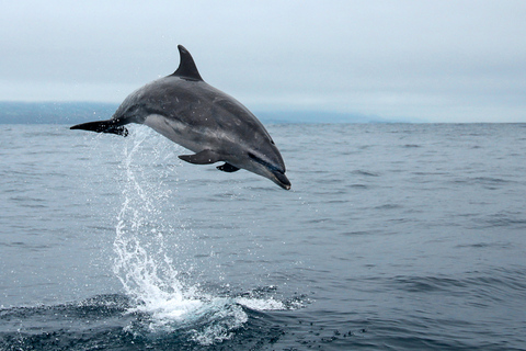 Isla Pico: tour en barco de avistamiento de ballenas con guías biólogos