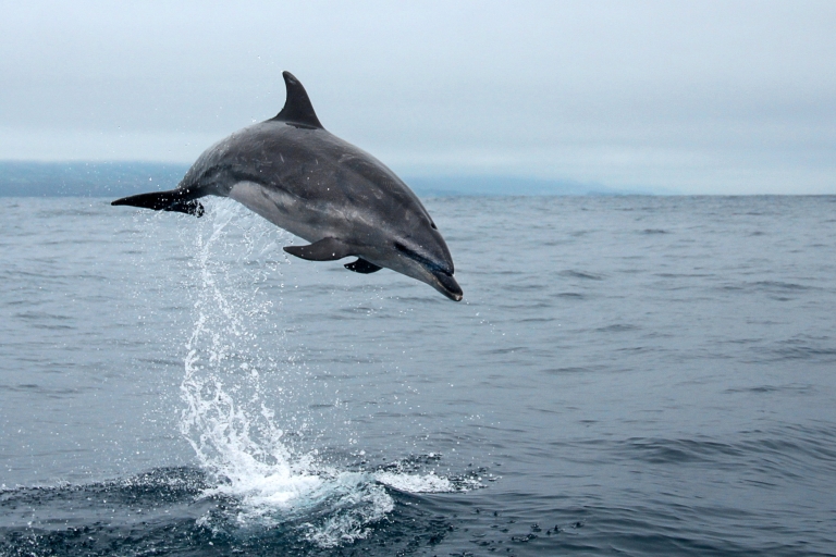 Île de Pico : excursion en bateau d'observation des baleines avec des guides biologistes