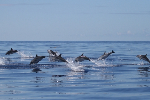 Île de Pico : excursion en bateau d'observation des baleines avec des guides biologistes