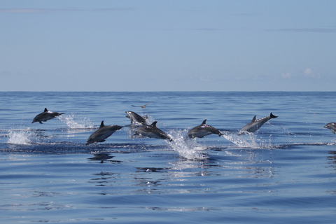 Pico Island: Whale Watching Experience from LajesPico Island: Whale Watching Boat Tour with Biologist Guides