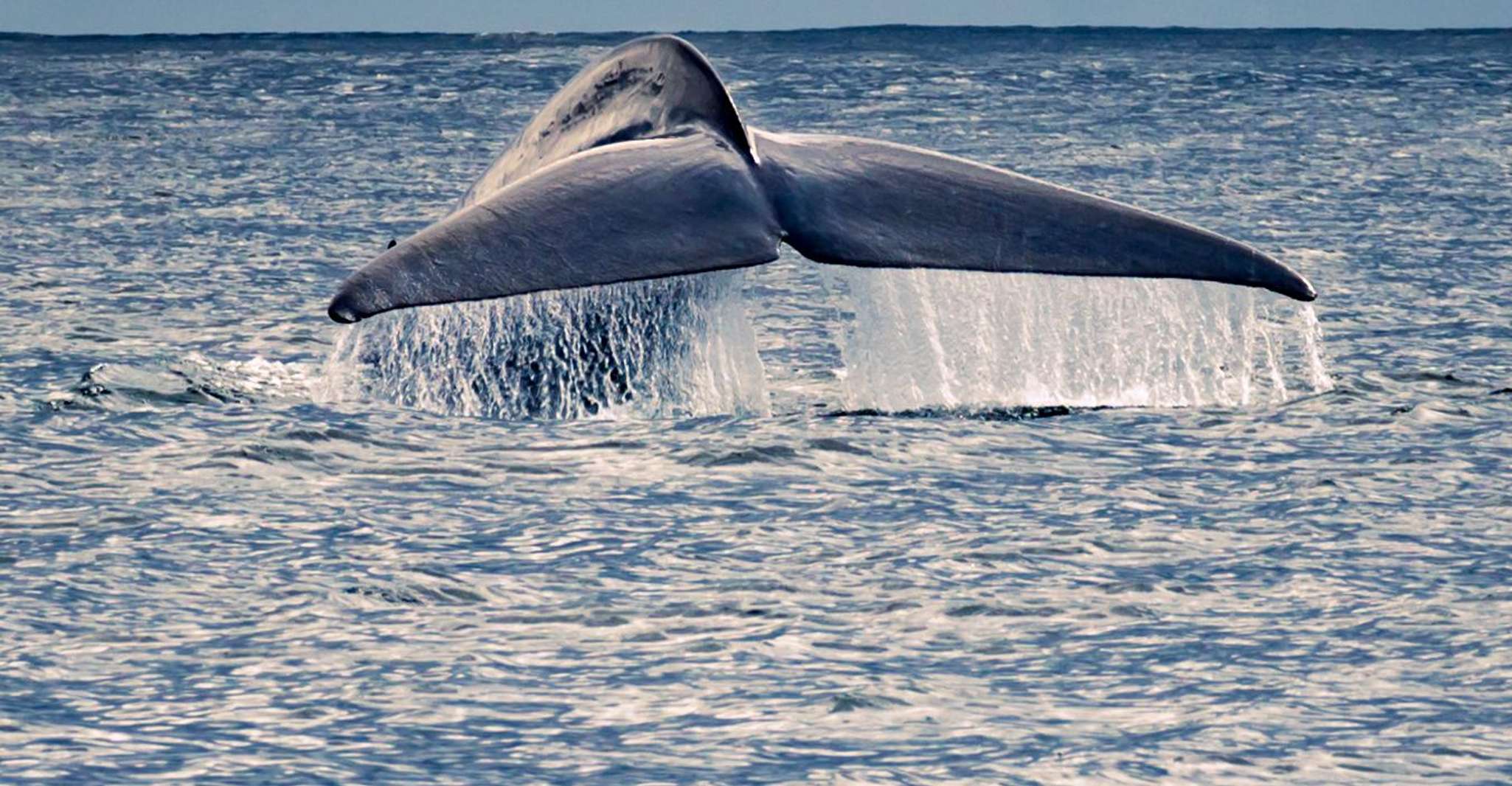Île Pico, tournée en bateau à regarder des baleines avec guides biologistes - Housity