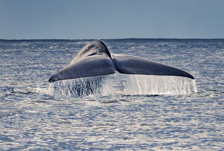 Ilha do Pico: Passeio de Barco para Observação de Baleias com Guias Biólogos
