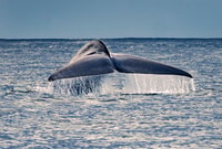Île Pico, tournée en bateau à regarder des baleines avec guides biologistes - Housity