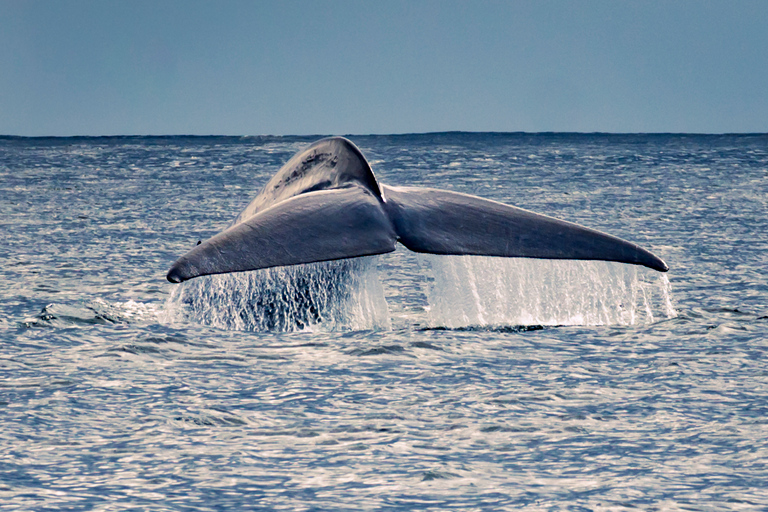 Pico Island: Whale Watching Experience from LajesPico Island: Whale Watching Boat Tour with Biologist Guides