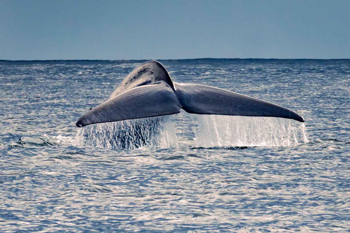 Isola di Pico: tour in barca per l'osservazione delle balene con guide biologhe