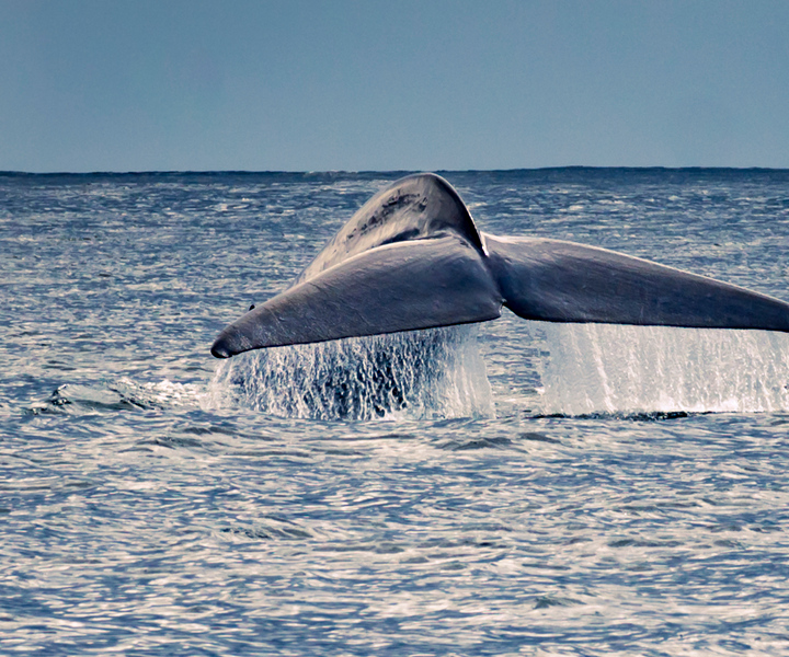 Pico Island: Whale Watching Boat Tour with Biologist Guides