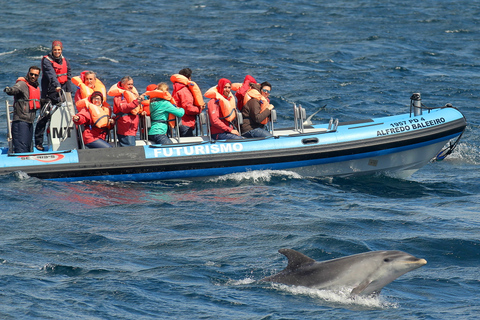 Île de Pico : excursion en bateau d'observation des baleines avec des guides biologistes