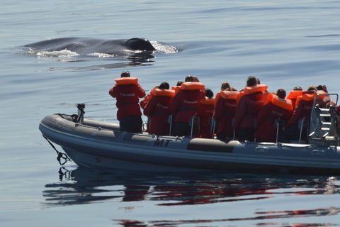 Pico Island: Whale Watching Experience from LajesPico Island: Whale Watching Boat Tour with Biologist Guides