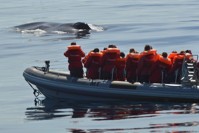 Pico Island: Upplevelse av valskådning från LajesPico Island: Båttur för valskådning med biologguider