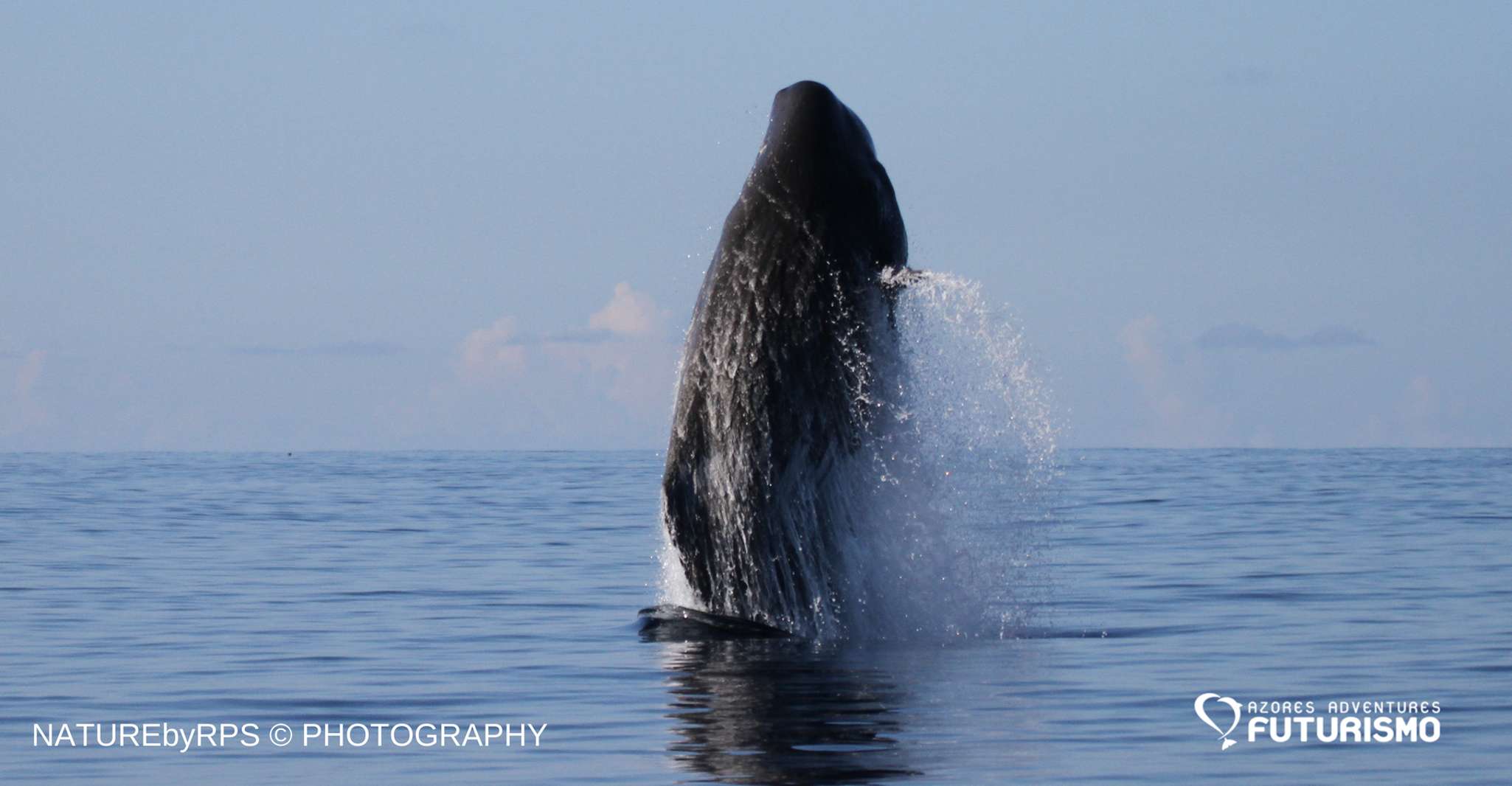Île Pico, tournée en bateau à regarder des baleines avec guides biologistes - Housity