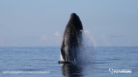 Île Pico, tournée en bateau à regarder des baleines avec guides biologistes - Housity