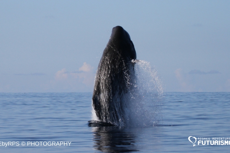 Isla Pico: tour en barco de avistamiento de ballenas con guías biólogos