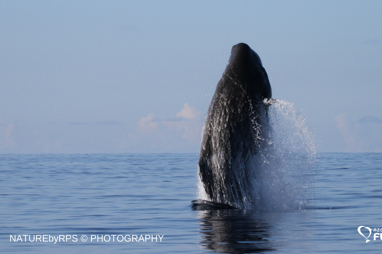 Île de Pico : excursion en bateau d'observation des baleines avec des guides biologistes