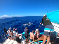 Kaanapali, baleine à regarder une croisière avec barre ouverte - Housity