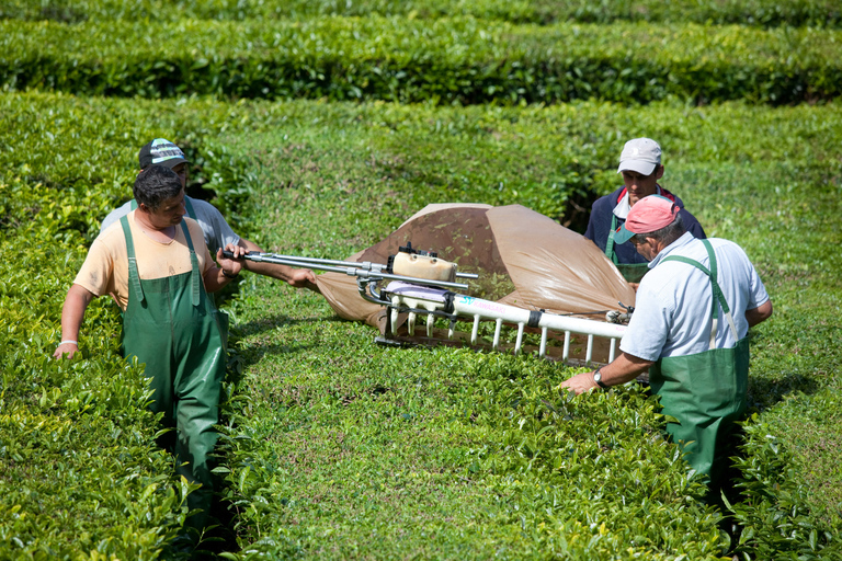 Tour por el valle de Furnas al volcán y una plantación de té