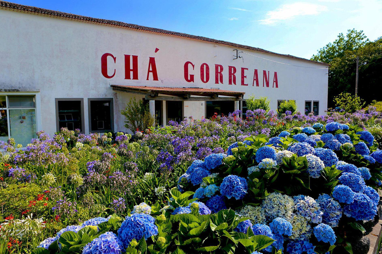 Tour por el valle de Furnas al volcán y una plantación de té