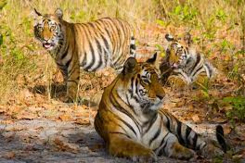 From Delhi: 6-Day Golden Triangle Tour with Ranthambore Trip without Accommodation