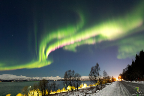 Tromsø: wycieczka na zorzę polarną z ogniskiem i przekąskami