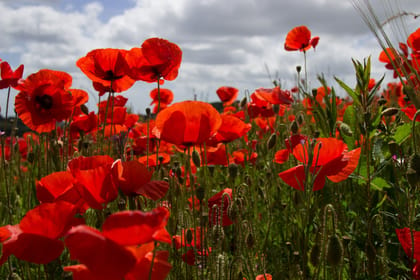 From Bruges, Flanders Fields Remembrance Full-Day Trip - Housity