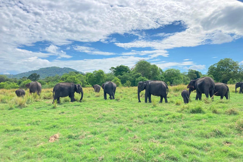 From Sigiriya: Minneriya National Park Private Safari Tour