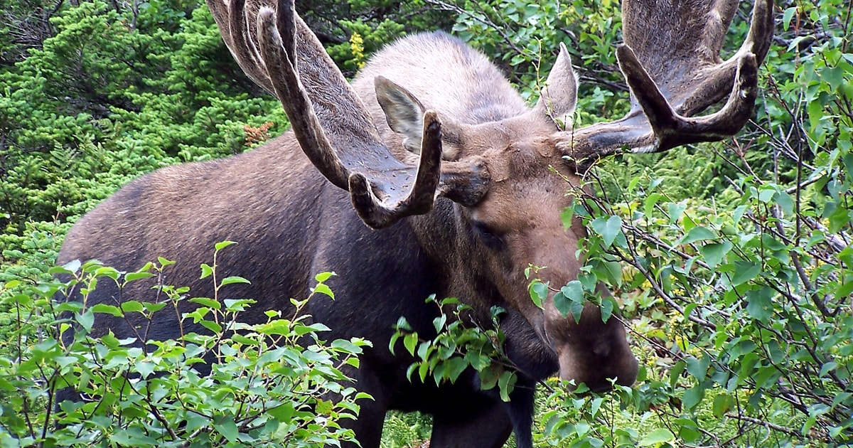 Banff - Wildlife Safari Drive and Nature Walk | GetYourGuide