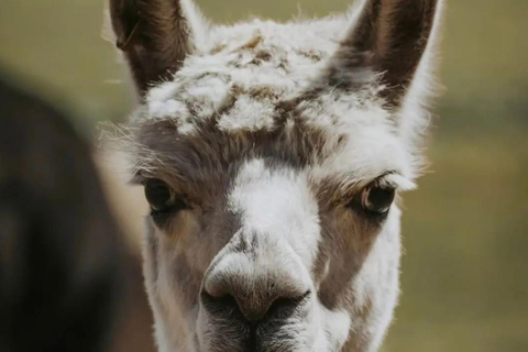 From Hobart: Port Arthur Day Trip with Wild Animals