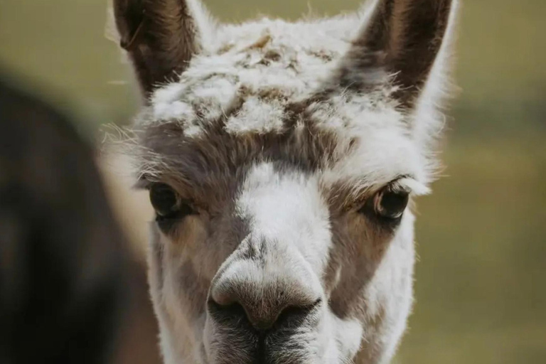 From Hobart: Port Arthur Day Trip with Wild Animals