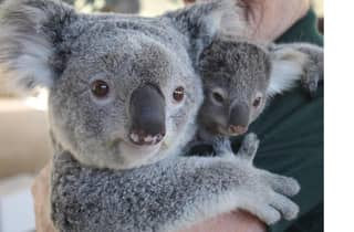 Perth Hills, Wildpark & historische Pub-Tour