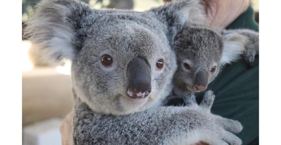 Perth Hills, Wildlife Park & Historic Pub Tour