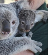 Perth Hills, Wildlife Park & Historic Pub Tour