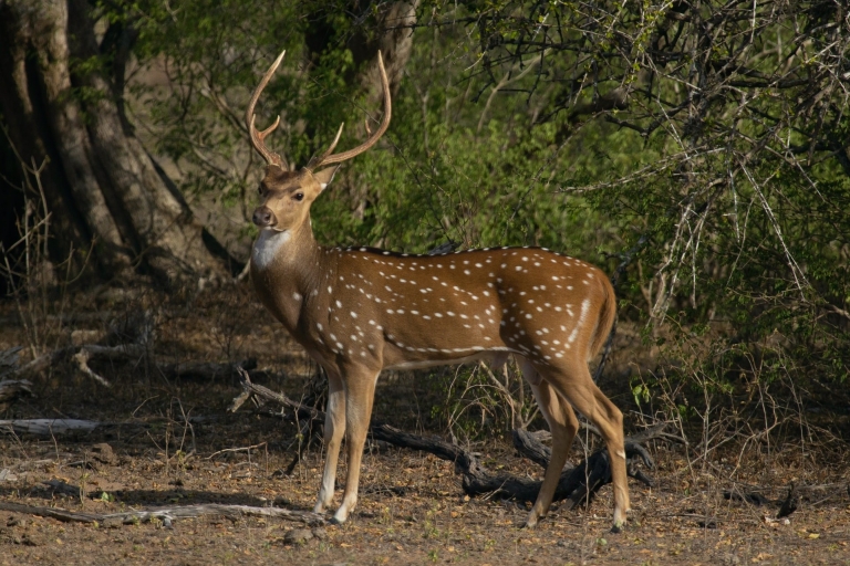 Sigiriya, Dambulla, Minneriya: safari per privéautoOphalen van Bentota