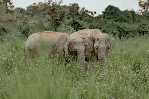 Sigiriya, Dambulla, Minneriya: safari per privéautoOphalen van Bentota