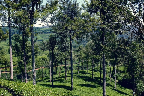 De Bentota / Colombo: visite privée des points forts de Hill CountryTour de Bentota