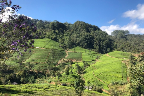 Z Bentoty / Kolombo: prywatna wycieczka Hill Country HighlightsWycieczka z Kolombo