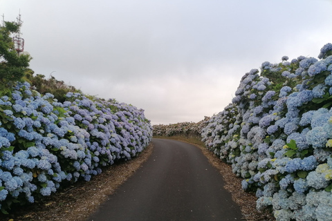 Van Angra do Heroísmo: bustour met hoogtepunten van het eiland Terceira