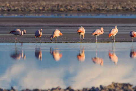 San Pedro de Atacama: Excursión a los Géiseres del TatioSan Pedro de Atacama: tour de los géisers de El Tatio