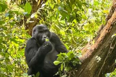 Desde Kigali: 3 días de senderismo por los gorilas de Bwindi y el lago Bunyonyi