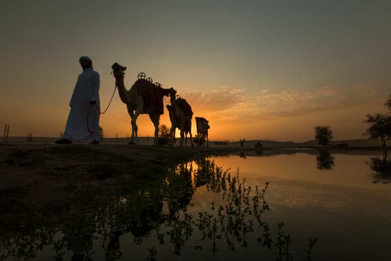 Dubai: Evening Camel Safari & Bedouin Dinner at Al Marmoom