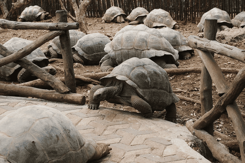 Zanzibar Stone Town Prison Island Spice Farm Experience GetYourGuide