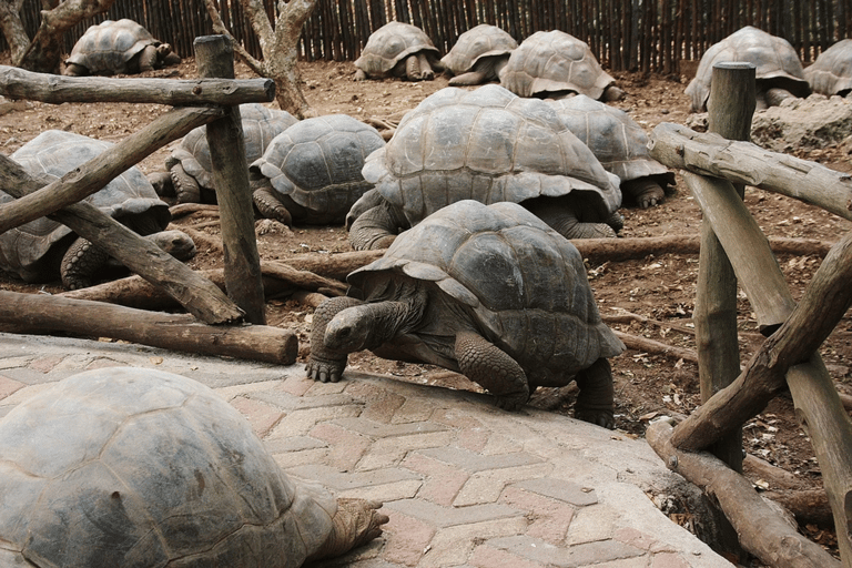 Zanzibar: Stone Town, Prison Island & Spice Farm Experience