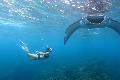 From Bali: Private Boat Nusa Penida 3-Spot Manta Snorkeling