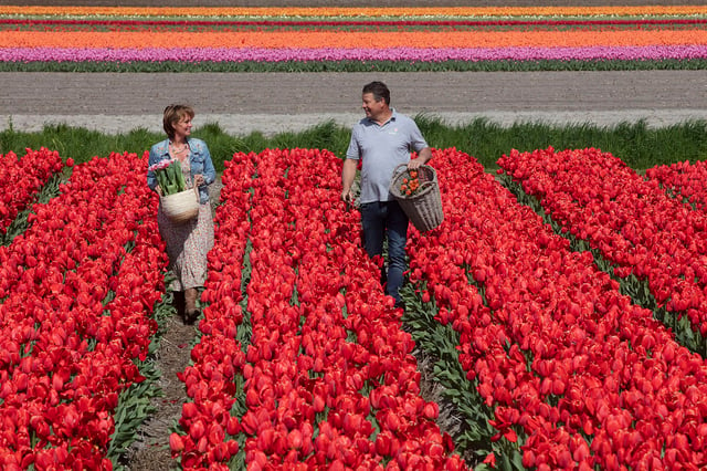 Amsterdam: Keukenhof, Tulip Farm Full-Day Tour with Cruise