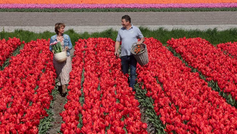 Les meilleures activités à Voorhout