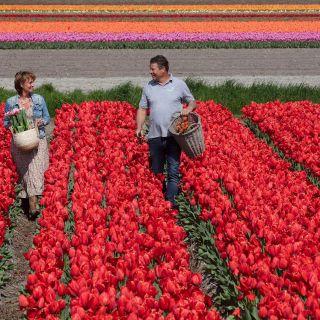 Fra Amsterdam: Keukenhof Heldagstur med Tulip Farm